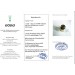 Saphir Ring Gold 585 14K Diamanten 0.50ct blauer Etrusk Antikschmuck